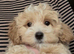 F1 Maltipoo puppies DNA tested Clear
