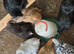 Pekin bantams, hens fully laying