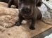 Beautiful American bulldog x cane corso