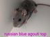 Beautiful rex rats