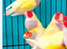 Wanted cock gouldion finch