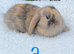 Pure bred mini lops