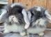 Mini lop baby boy and mini lion lop babys