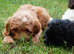 Australian labradoodles - Ready Now