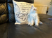 READY NOW Stunning Persian boy kitten ( fully vaccinated )