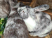 Lionhead x Lops still looking for forever homes