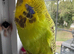 Super Tame Female Exhibition Budgie