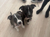 Beautiful staffy pups