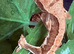 Stunning baby crested geckos