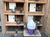 Quality racing pigeons