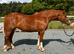 Gorgeous Chestnut Welsh D Filly!
