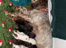 Beautiful working cocker spaniel puppies