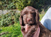 Cocker Spaniel Puppies Top Quality