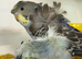 Helicopter budgies