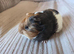 Male guinea pigs