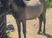 Dun yearling colt to make 15hh