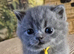 Pure British Shorthair kittens