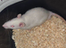 Gorgeous baby Rats ready from 1st September