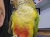 Gorgeous little pineapple greencheek conure
