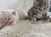 British short haired cross kittens for sale