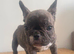 Beautiful puppies available