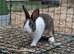 Baby Dutch Rabbits x 4