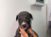 Blue kc whippet puppies