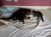 3/4 mainecoon kittens
