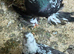 Uzbek pigeons