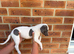 Beautiful pure whippet puppies for sale