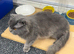 Cat female 5 yr
