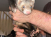 2 male ferrets