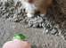 3 ginger kittens