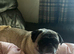 Beautiful fawn pug