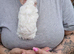 Guinea pig, baby boar