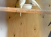 Budgies both male and female