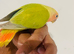 Hand reared lovebirds for sale