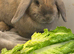 Mini lop