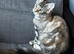 Maine Coon last girl available