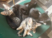 Kitten’s Gang