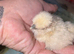 One white silkie day old left