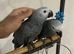 Ready Now Baby HandReared Cuddly Friendly Super Tame African Grey