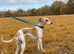 Whippet puppy&rsquo;s