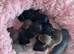 8 beautiful miniature daschshunds