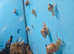 Baby giant african land snails