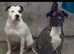 American bulldog puppies