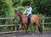 Very Attractive 14.3hh 10 year old bay gelding