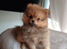 Adorable Pomeranian puppies – 3 girls – ready for their new homes.