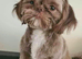 American imperial Shih Tzu blue and white girl for sale