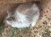 Baby rabbits for sale